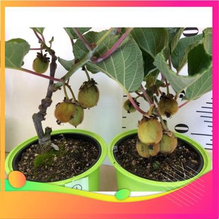 Hạt Giống Kiwi - 30 Hạt [ Tặng bộ dụng cụ làm vườn Mini 3 món ] VIETGAR