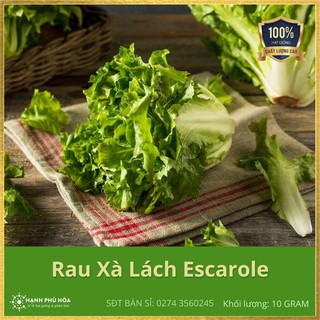Hạt Giống Rau Xà Lách Escarole TN115 10g/Gói - Dễ Trồng, Dễ Nảy Mầm, Trồng Quanh Năm, Nhanh Thu hoạch, Tốt Cho Sức Khoẻ
