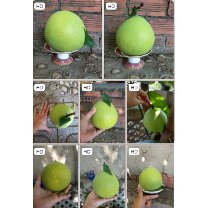 1 Quả bưởi giả giống như thật - trái cây giả - Hương Flower