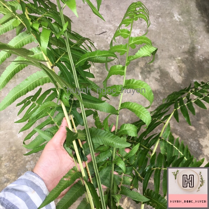 Chậu dương xỉ