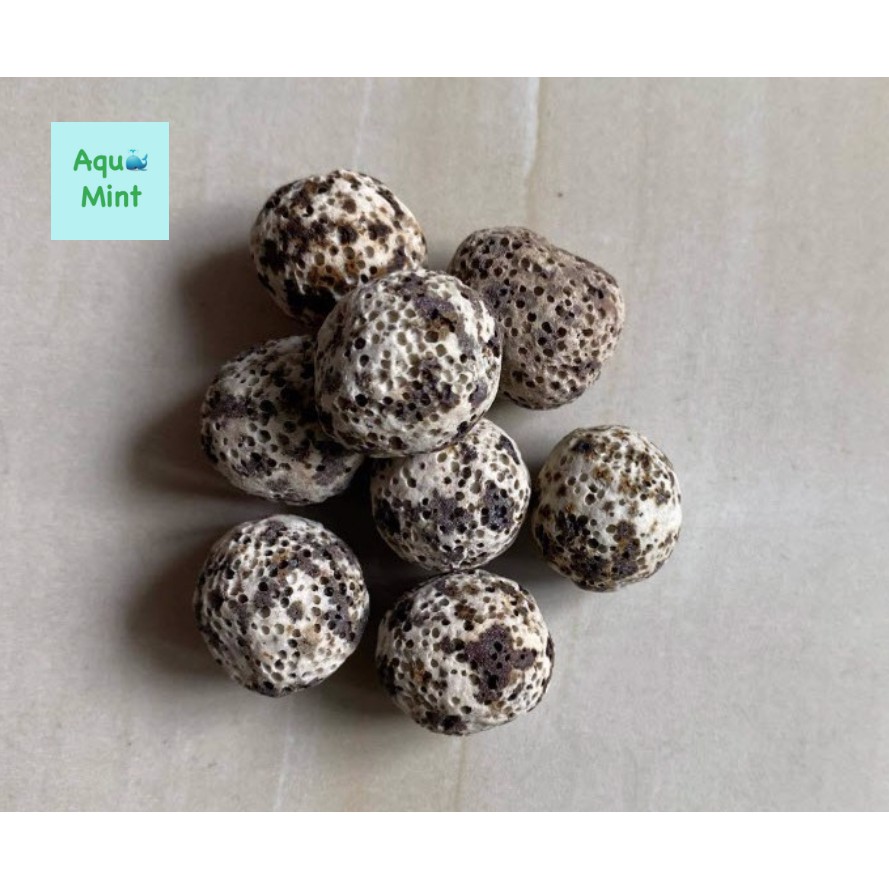 Sứ Bi Muối Tiêu 100Gr