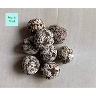 Sứ bi muối tiêu 100gr