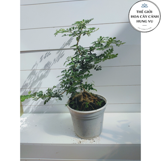 Cây cần thăng bonsai cao 30-40cm ảnh thật số 2.