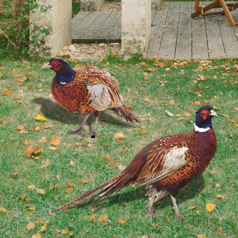 Mô Hình Tượng Động Vật Pheasants Dùng Trang Trí