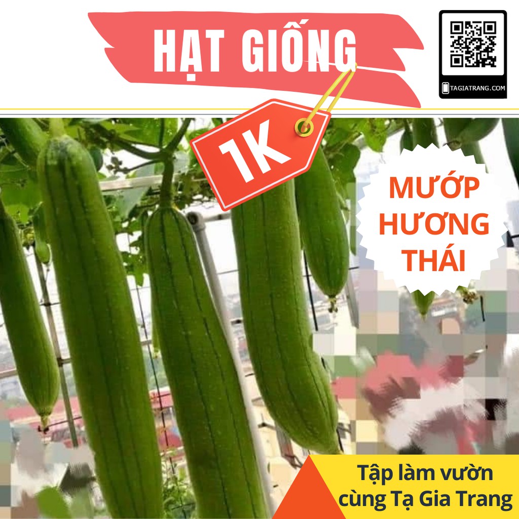 [Chỉ 1K] - Hạt giống mướp hương Thái Lan - Học làm vườn cùng Tạ Gia Trang