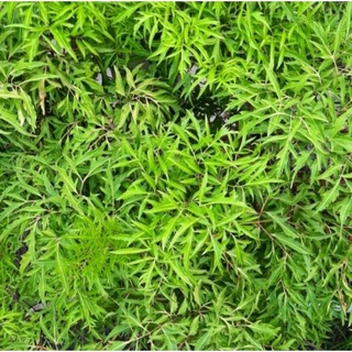 500g nhánh và lá cây đinh lăng