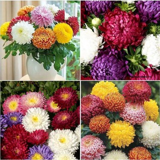 Hạt giống hoa cúc đại đóa mix - Gói 50 hạt
