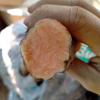 khoaimậtđàlạtsizenhỏ