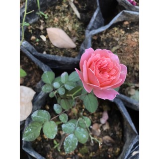 Cây hồng Camelot rose