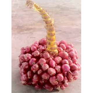 Hành tím chùm loại 1