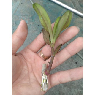 Hoa lan giả hạc Bệt Pháo Bay