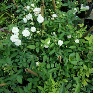 Cây hồng thơm bạch trà