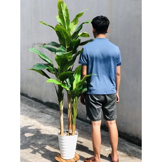 Cây dong giềng cao 1,8m 3 thân cây, phù hợp trang trí nội thất phòng khách phòng ngủ.