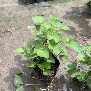 Cây RAU DIẾP CÁ (DẤP CÁ) trồng sẵn bịch nhỏ tán ngọn xum xuê,dùng làm gia vị,rau sống