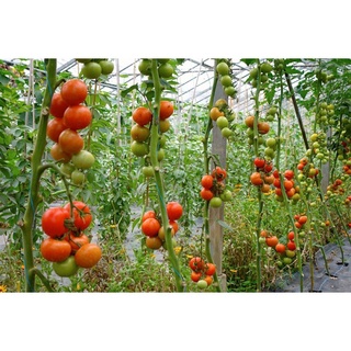 Hạt giống Cà chua TN-13