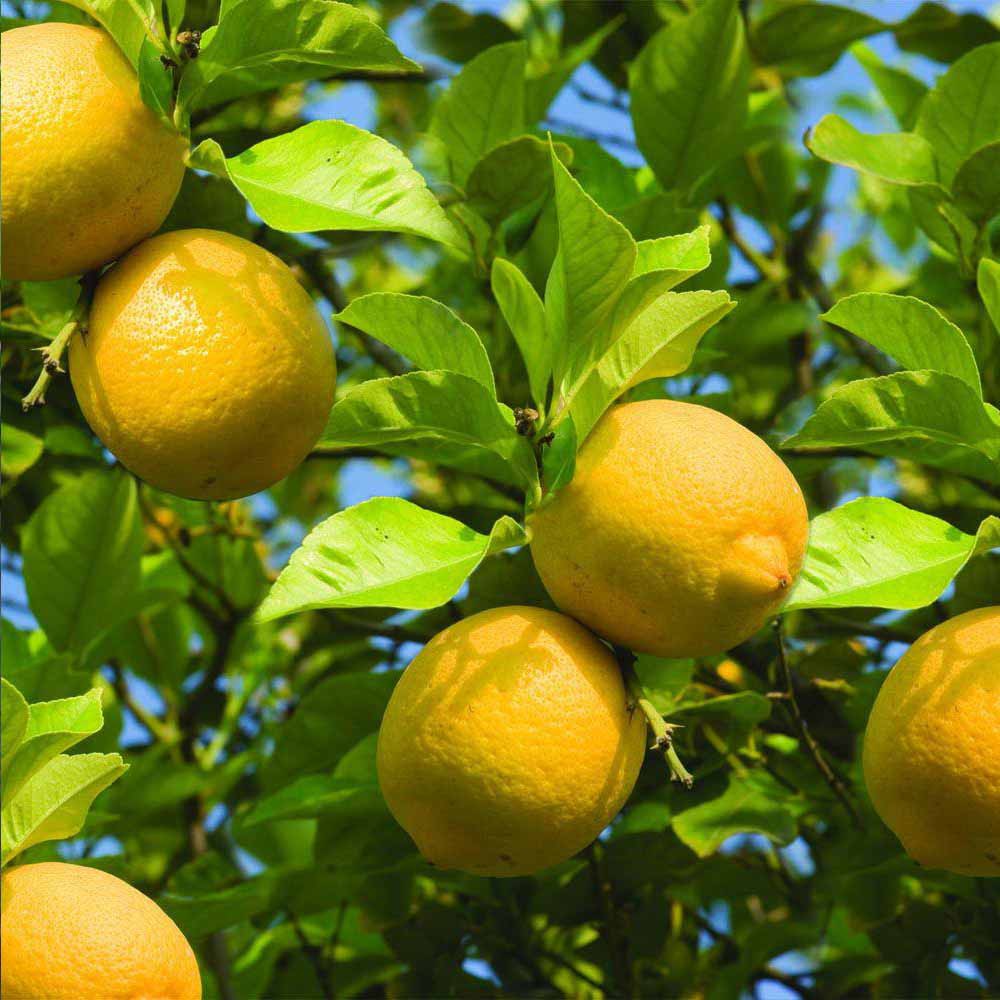 Cây chanh vàng Mỹ siêu quả, quả to mọng nước cây con giống F1 cho ra quả sau 6-8 tháng trồng