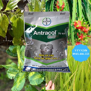 Sản Phẩm Trừ Bệnh Vàng Lá Cây Trồng Antracol 70WP Cty Bayern VN- VTNN24h
