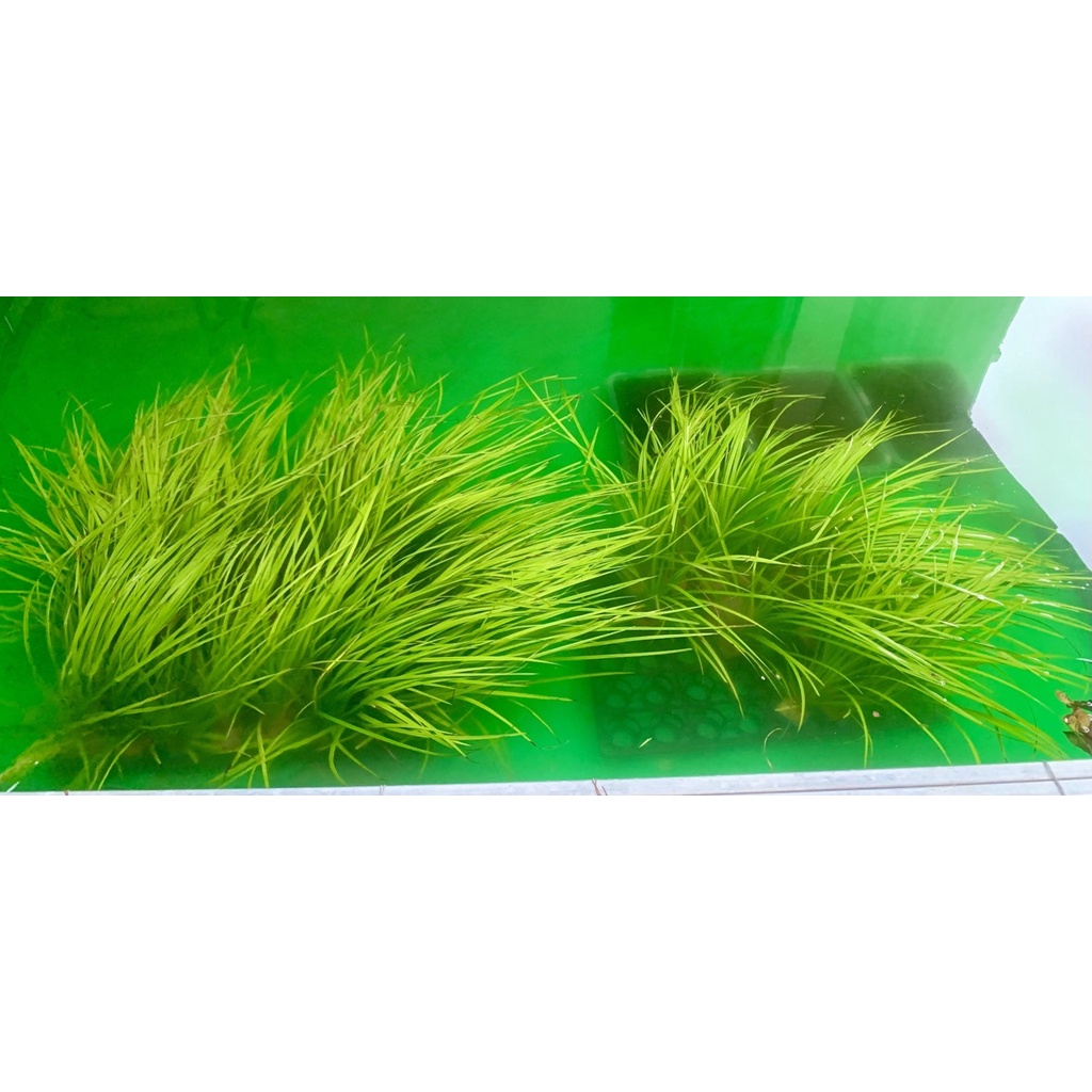 Cỏ Narong - Cây thuỷ sinh