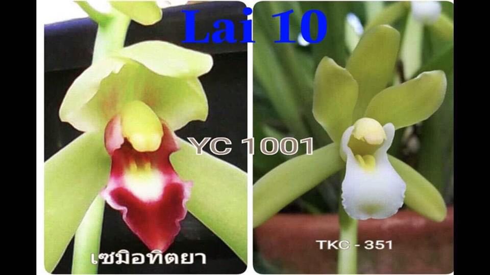 (xả kho ) chuẩn giống 1 THÂN HOA LAN KIẾM THÁI LAN - MẶT HOA XỔ SỐ