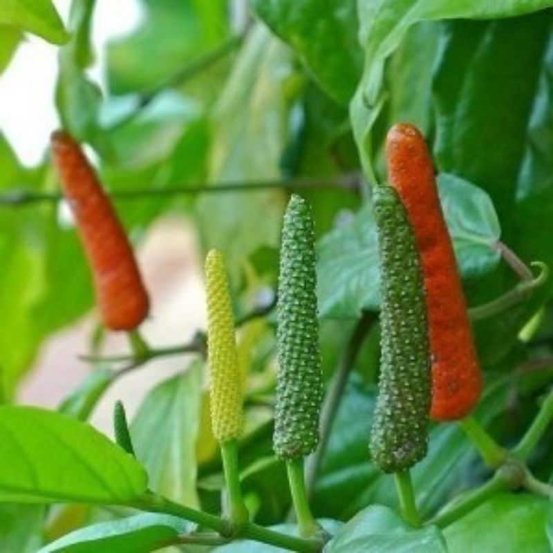 Cây Tiêu Lốp, Tiêu Lốt