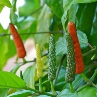 Tiêu lốt tươi 500g
