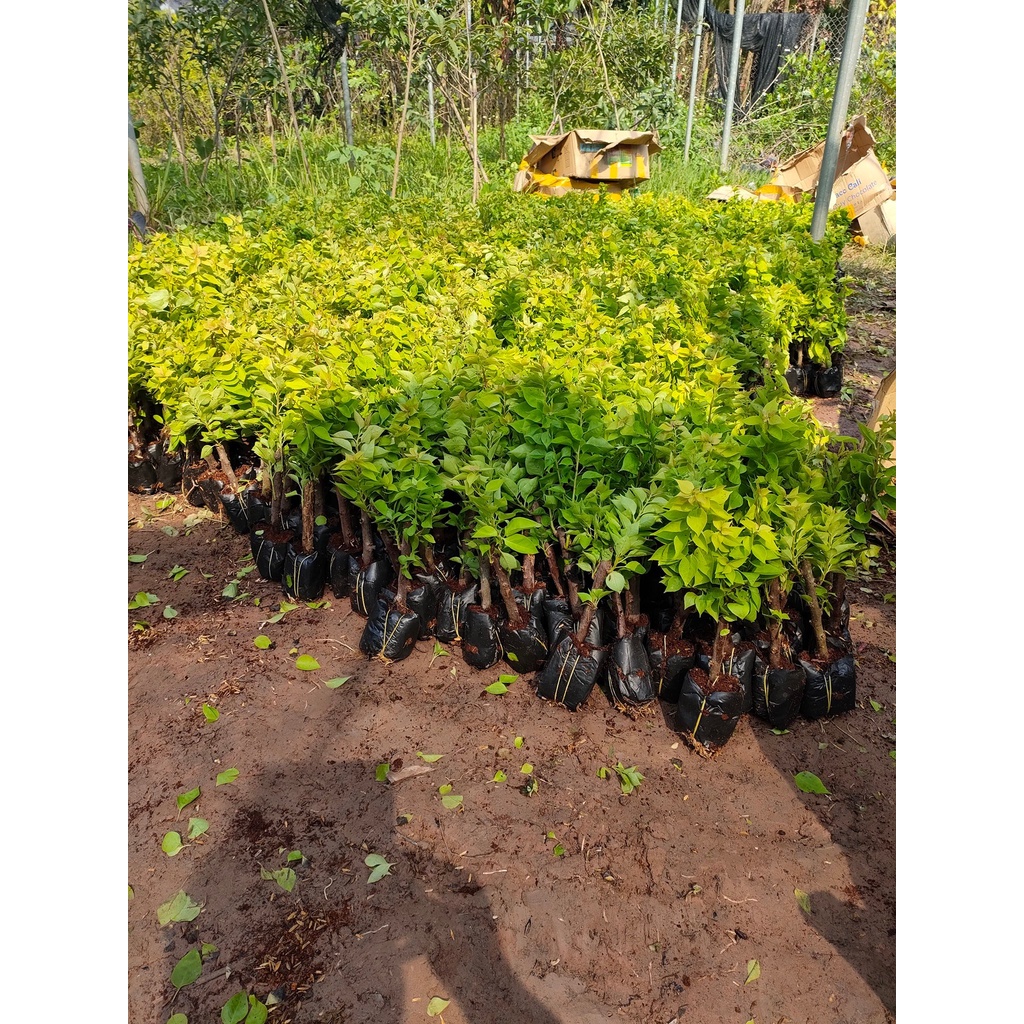 CÂY giống HOA GIẤY NGŨ SẮC CHUẨN ĐẸP 100%