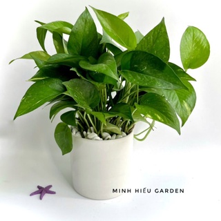 Cây Trầu bà để bàn chậu trụ trắng