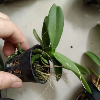 Ngọc điểm giống (đai châu- nghinh xuân)
