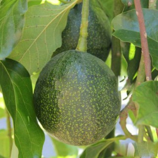 Bơ Reed hiệu quả kinh tế cao
