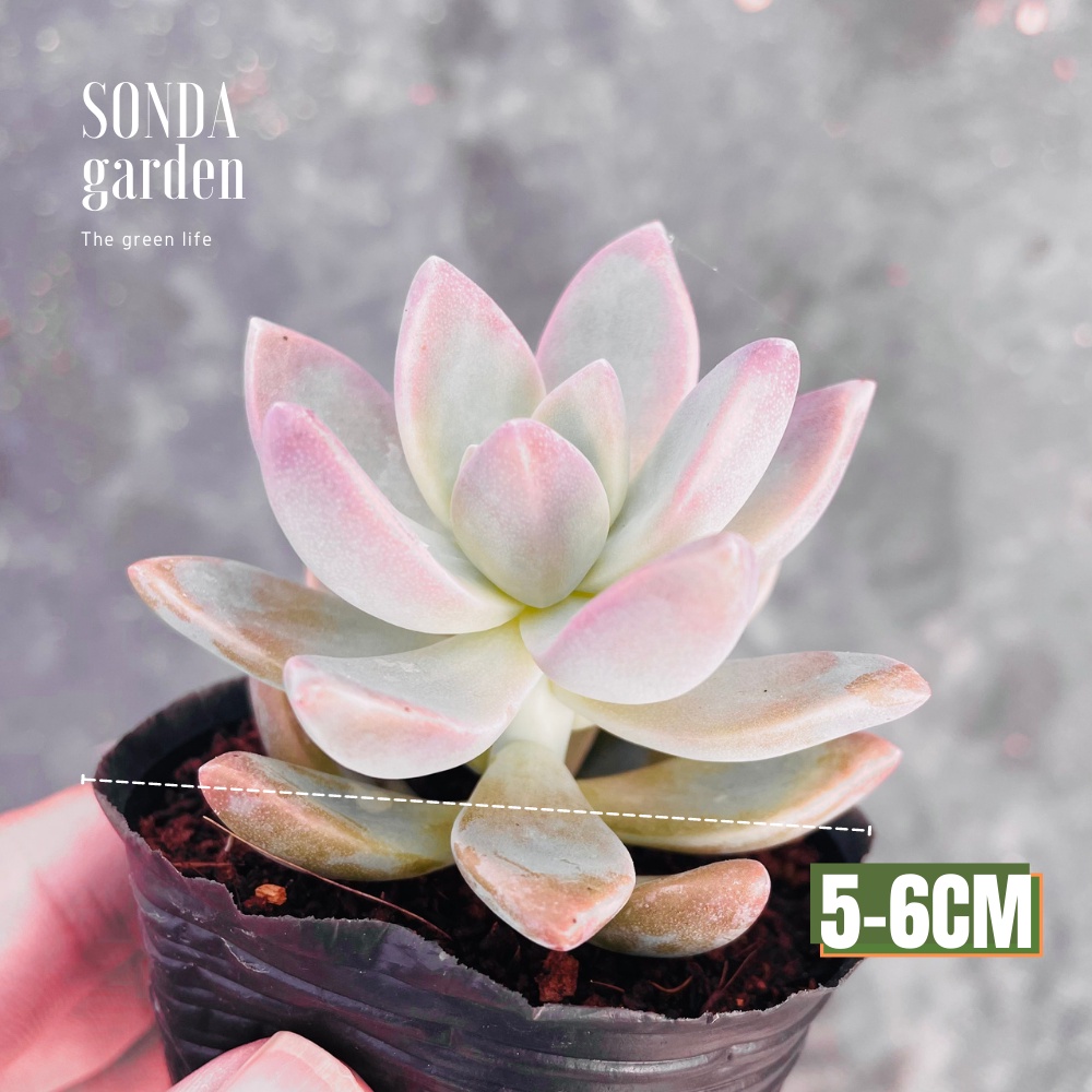 Sen đá pink gem SONDA GARDEN size bé 5-8cm, xuất xứ Đà Lạt, khoẻ đẹp, lỗi 1 đổi 1