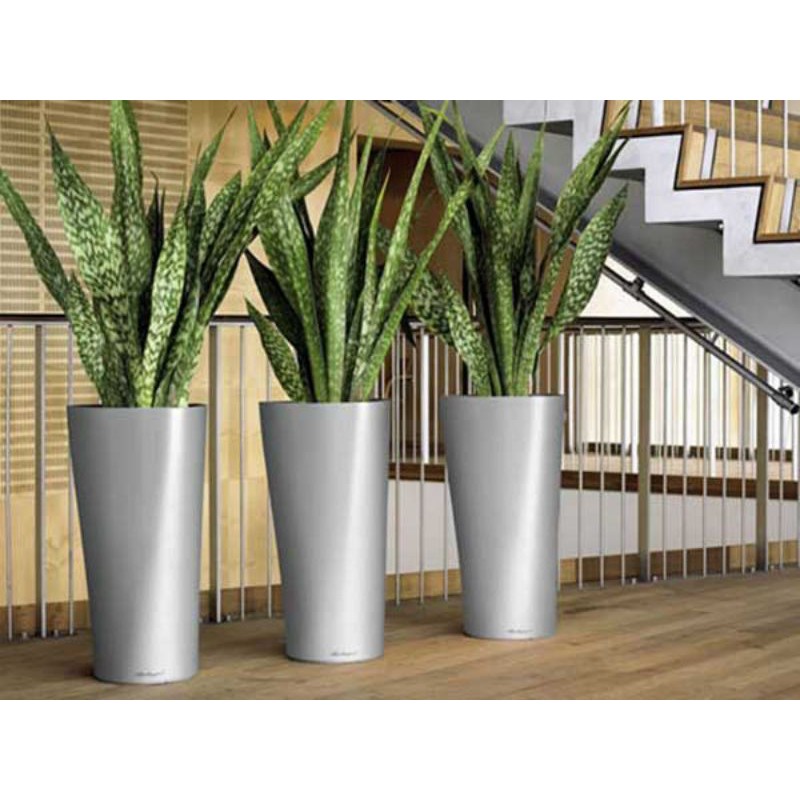 5 cây lưỡi hổ xanh