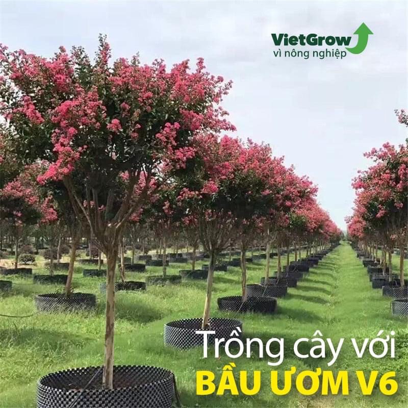 (Bán sỉ) Bầu ươm V6 - Cuộn dài 50 mét, Cao 50cm Vietgrow chính hãng