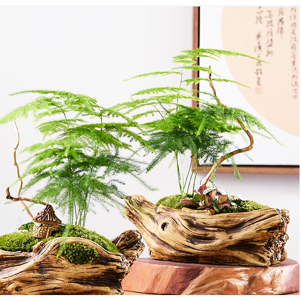 Kim thuỷ tùng mini cây size 12-18cm để bàn, làm terrarium, bán cạn, bàn trà