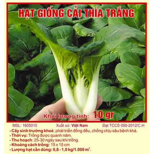 Hạt giống cải thìa trắng