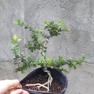 Cây sam trái bonsai dáng đẹp