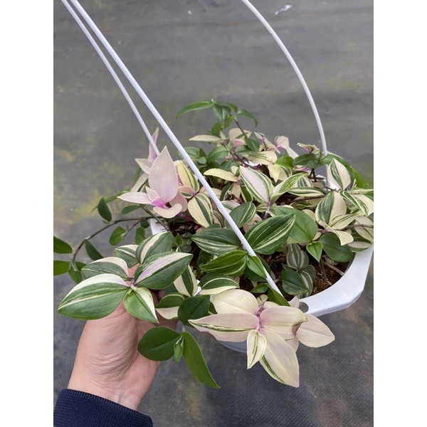 Chậu treo Thài lài var hồng trắng xanh