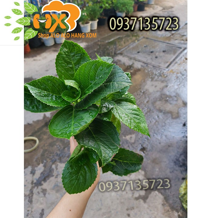 COMBO 5 CÂY GIỐNG CẨM TÚ CẦU