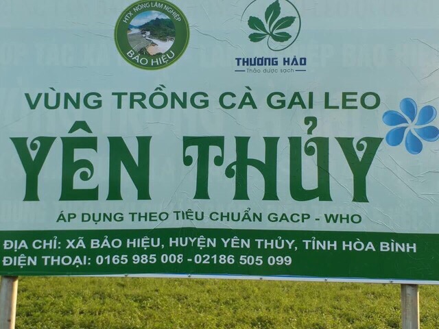 Cao Cà gai leo Hoà Bình (dạng lỏng) chuẩn GACP-WHO hộp 20 ống (có chứng nhận ATVSTP)