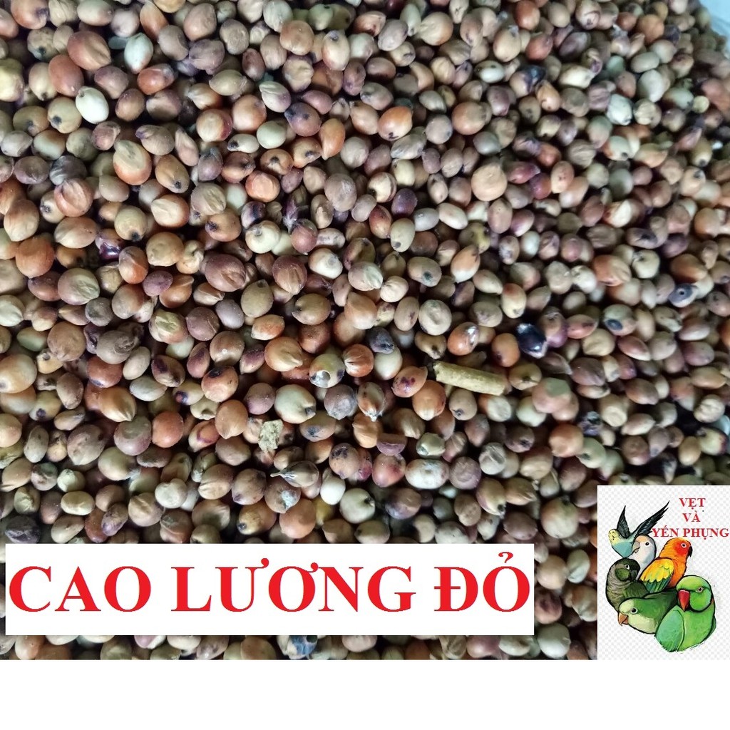100G HẠT BO BO ĐỎ CHO CHIM,VẸT,HAMSTER VÀ THÚ CƯNG NHỎ