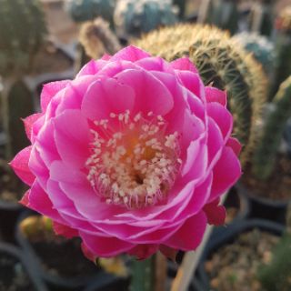 Xương rồng Lobivia