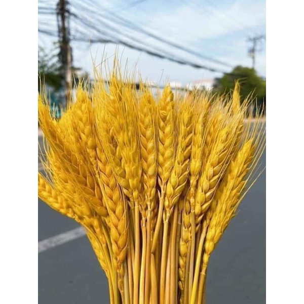 Bông lúa mạchCombo 100 Bông lúa mạch khô decor trang trí siêu đẹp