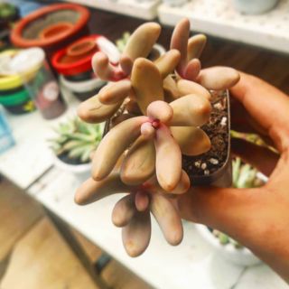 Sen đá Sỏi Hồng Dài ( Nanh Heo Hồng)