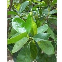 Cây chi tử  2cây