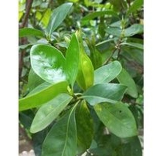 cây chi tử ( dành dành 6 cánh) 2cây
