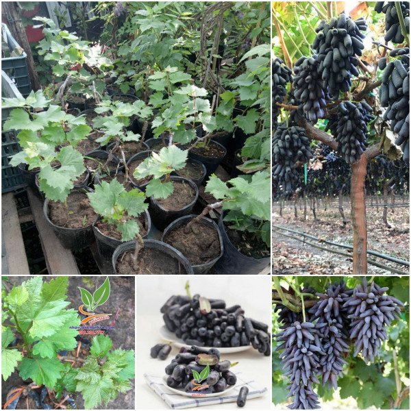 CÂY GIỐNG NHO NGÓN TAY 🌴Mua 4 tặng 1 cây bất kì🌴