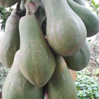 Quả đu đủ xanh -2kg/sản phẩm
