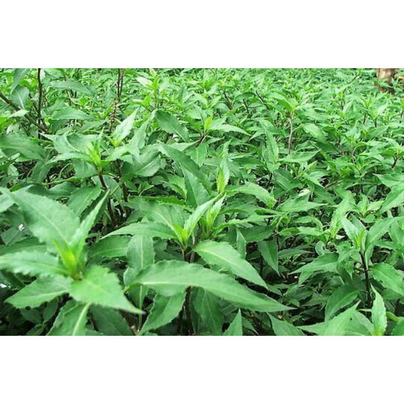 Chế phẩm BioB chuyên phòng trừ sâu bọ cánh cứng và côn trùng 30gam