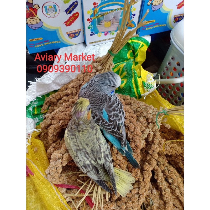 200g Kê bông / kê chùm cho chim vẹt , sóc ,hamster.