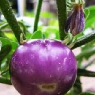 Hạt giống CÀ BÁT TÍM LAI F1
