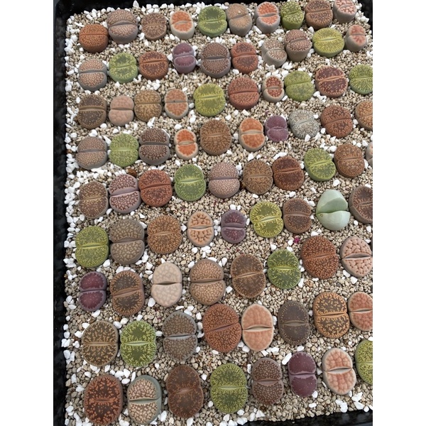 Lithop/ thạch lan/ sen mông size 2,5-3cm